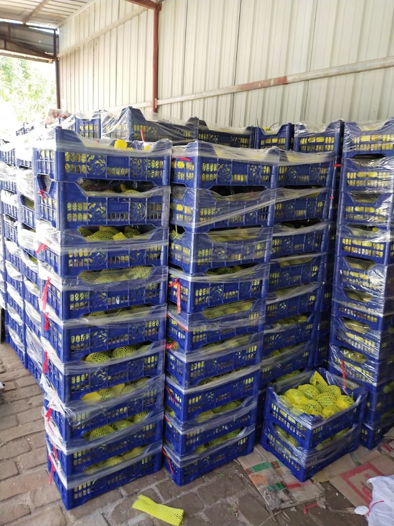 精品山东博洋61大量上市一级货源包熟包甜保质保量诚信合作
