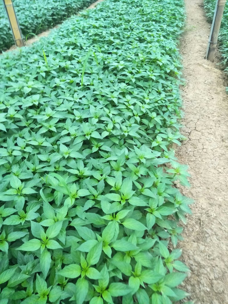 【辣椒苗】黄皮辣椒苗大羊角椒苗菜椒苗已脱毒