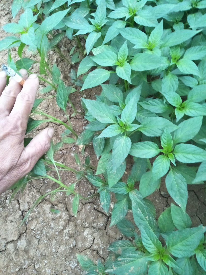 【辣椒苗】黄皮辣椒苗大羊角椒苗菜椒苗已脱毒