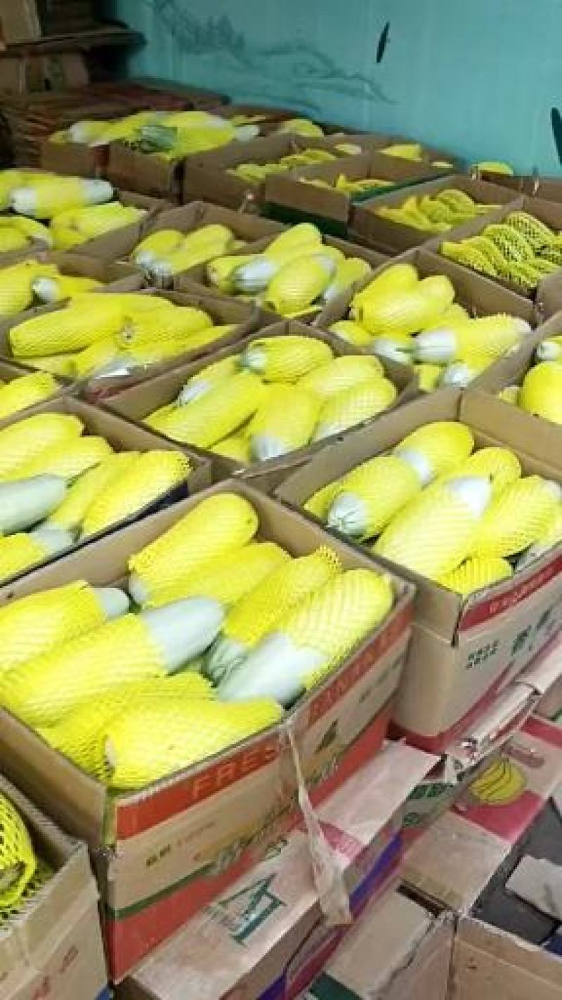 山东博洋61号甜瓜大量上市一手货源基地直发质量号欢迎咨询