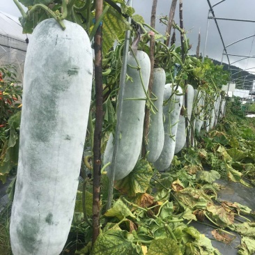 铁杆粉龙大冬瓜中熟炮弹形果实肉厚抗病抗逆性强