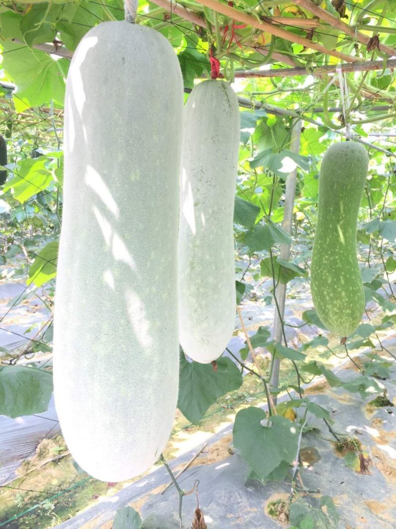 铁杆粉龙大冬瓜中熟炮弹形果实肉厚抗病抗逆性强