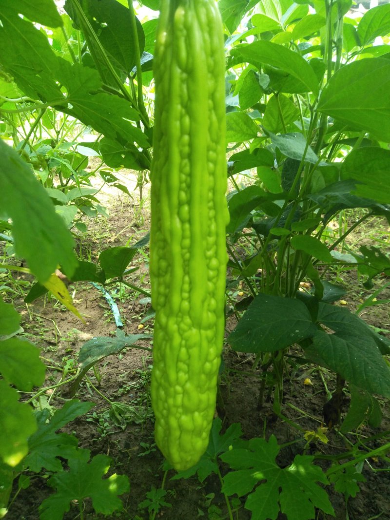 青龙苦瓜苗，绿苦瓜苗大棚种植培育品质保障量大从优欢迎