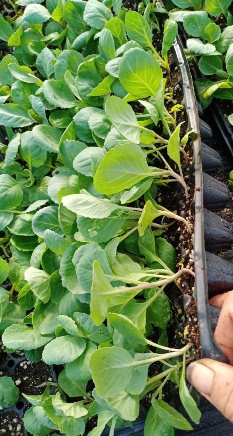 甘蓝苗包菜苗耐寒甘蓝苗越冬甘蓝苗绿霸冬绿春早