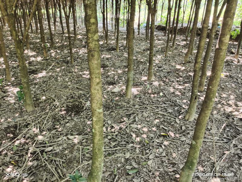 桂花树,直径10一12公分,价格私聊