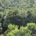 桂花树,直径10一12公分,价格私聊