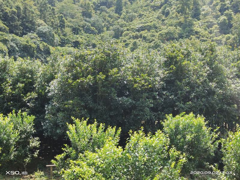 桂花树,直径10一12公分,价格私聊