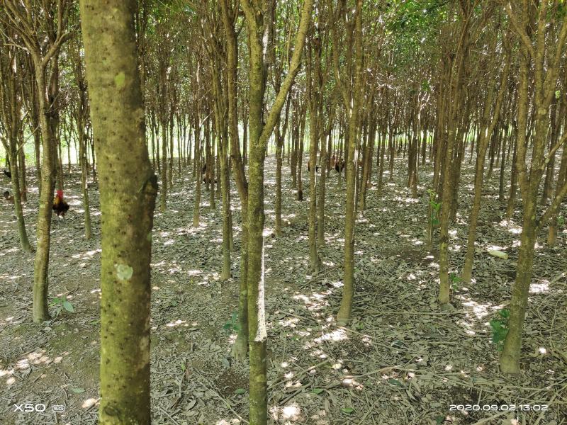 桂花树,直径10一12公分,价格私聊