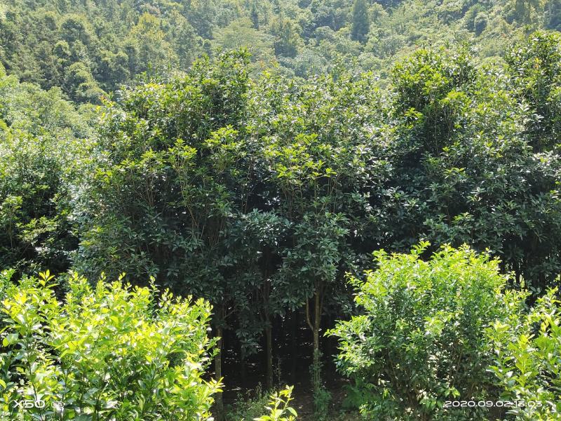 桂花树,直径10一12公分,价格私聊