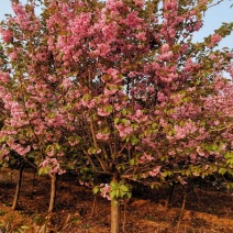 樱花4~6cm，日本晚樱7-8公分，8-10公分关山樱