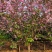 樱花4~6cm，日本晚樱7-8公分，8-10公分关山樱