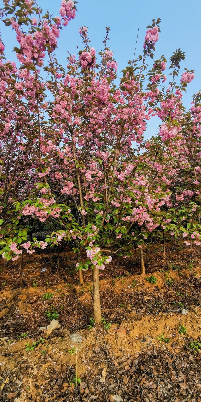 樱花4~6cm，日本晚樱7-8公分，8-10公分关山樱