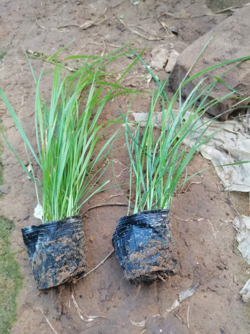 小兔子狼尾草绿化用小兔子狼尾草各种绿化苗木宿根花卉时令花
