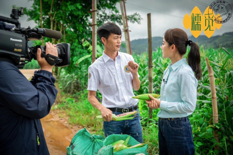 🌽西双版纳甜糯小玉米（糯觅），工厂直营，欢迎对接！