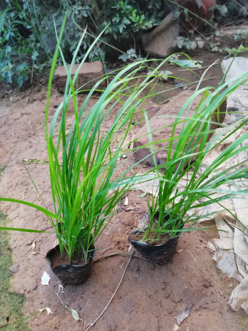 蓝羊茅绿化用蓝羊茅营养杯蓝羊茅基地直发价格优惠