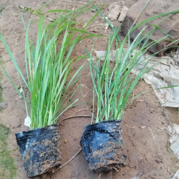 蓝羊茅绿化用蓝羊茅营养杯蓝羊茅基地直发价格优惠