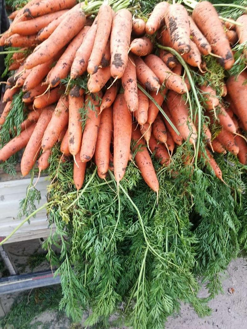 长条三红胡萝卜，场地现货，15厘米2量重，大量出售中