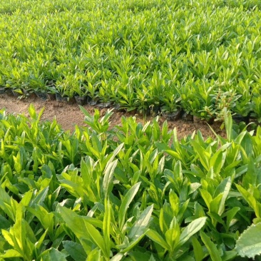 羽扇豆鲁冰花绿化用羽扇豆鲁冰花各种绿化苗木时令花卉宿根花