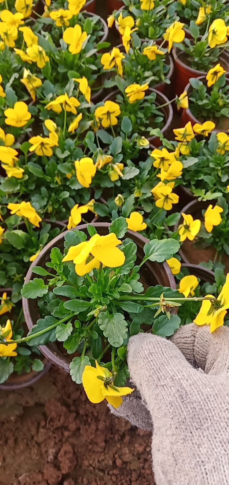 三色瑾绿化用三色瑾营养杯三色堇各种时令花卉租摆草花