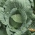 扁包菜（脆白菜）川/渝各大批发市场，欢迎客商来电洽谈