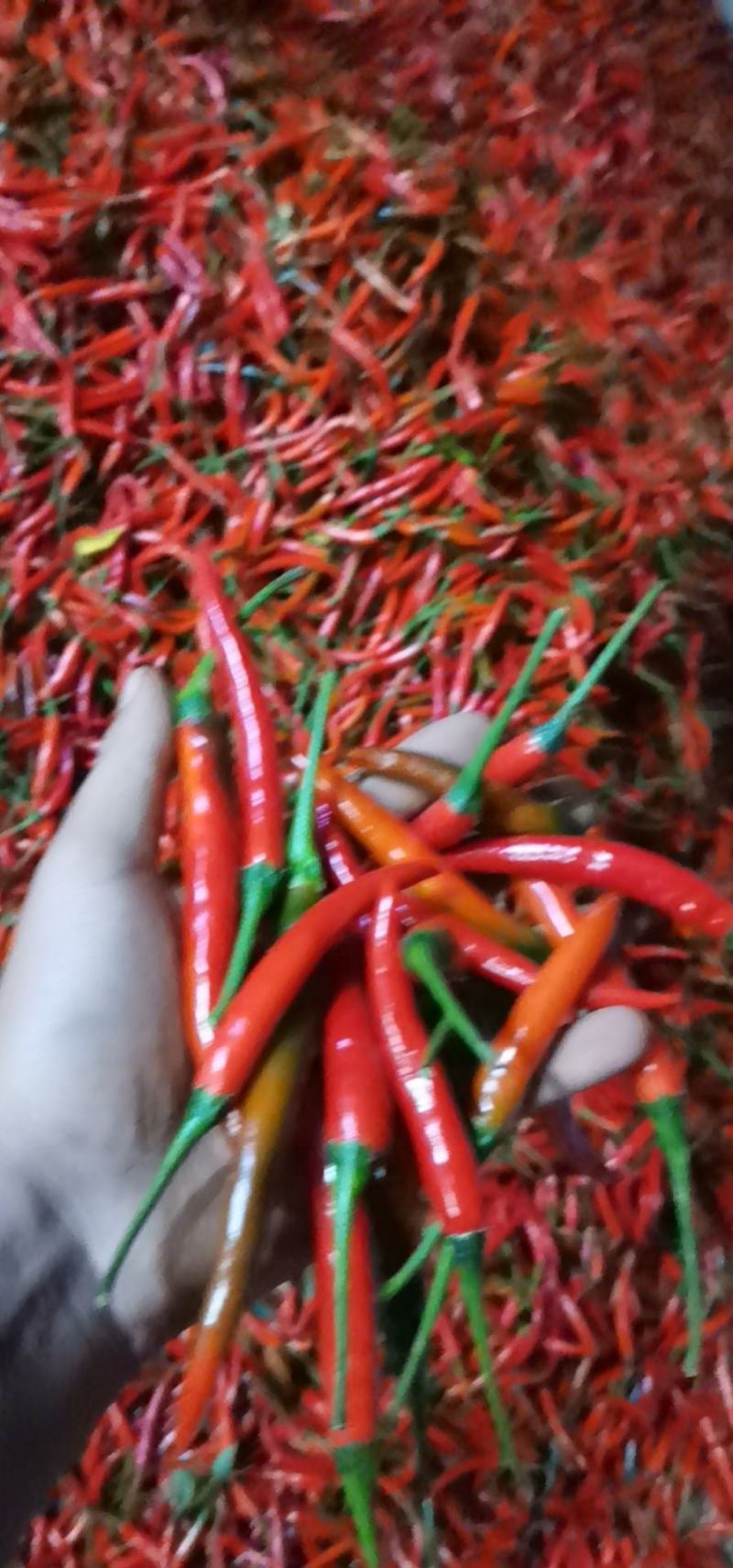 朝天椒，精品大果，大量上市！