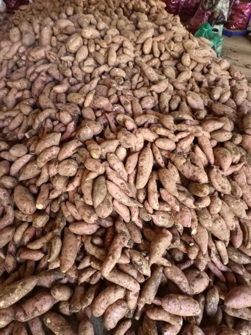 龙九红薯大量供应，保证质量，产地直供龙薯黄心蜜薯