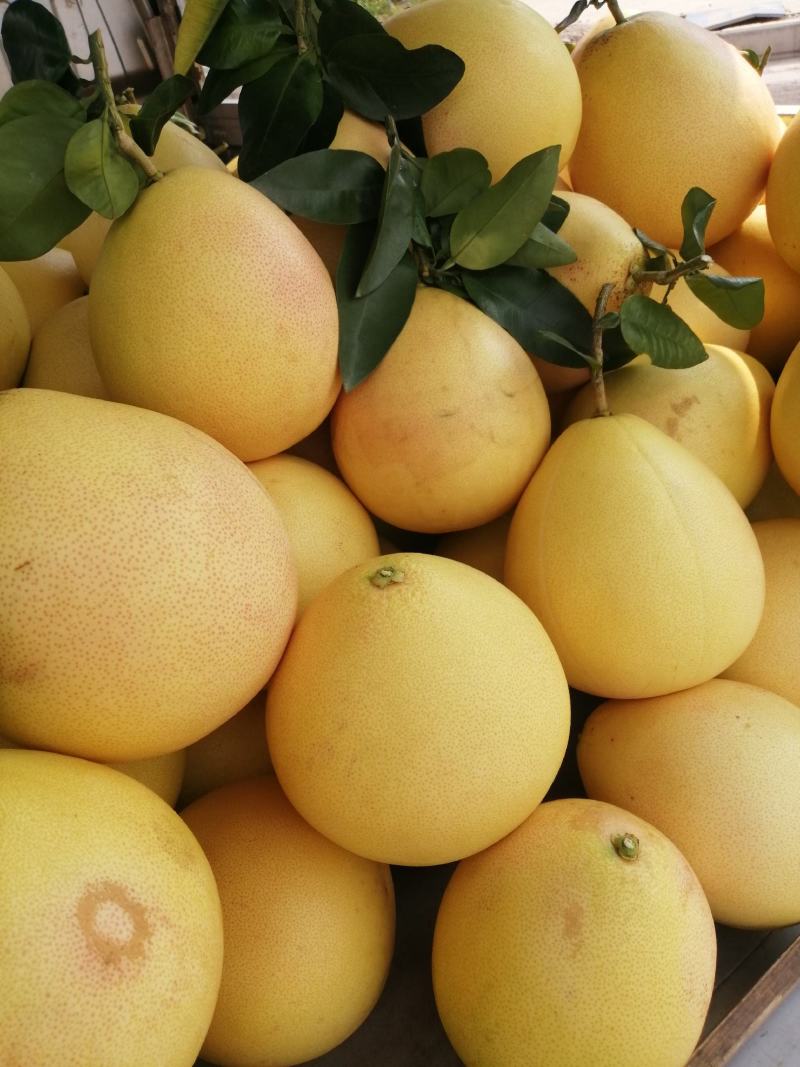 广西容县红肉蜜柚包熟包甜水份足自产自销可一件代发