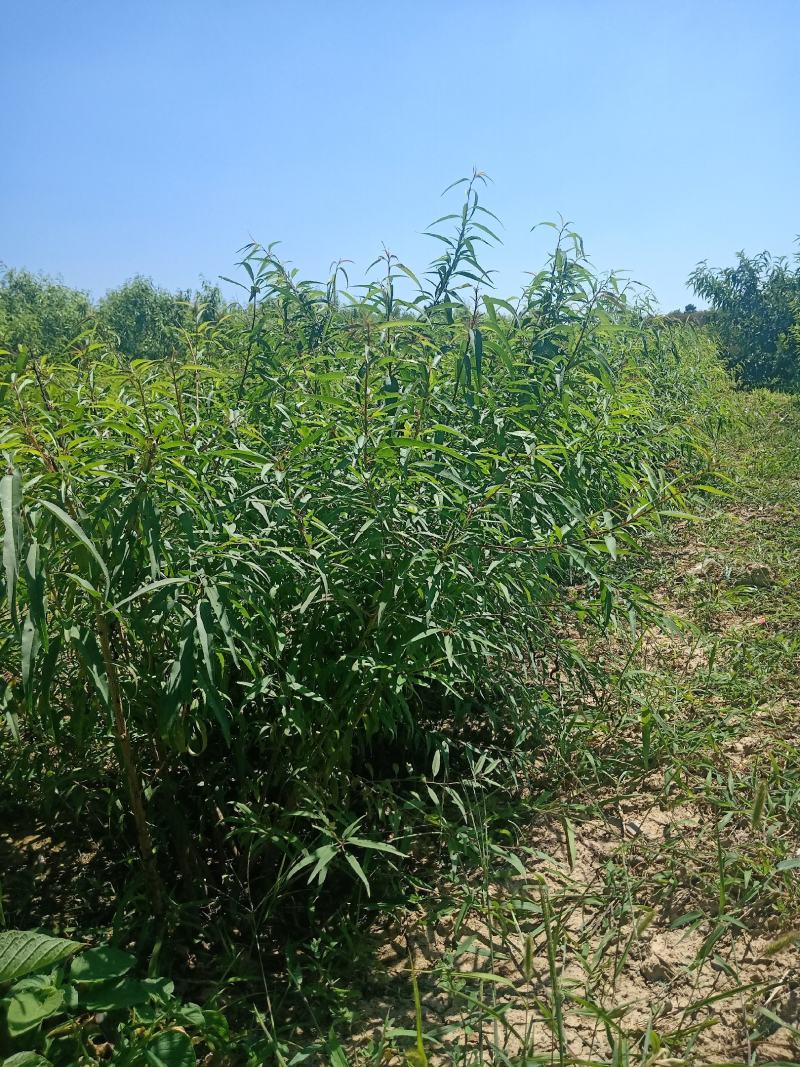 巴旦木树苗全国发货，热卖中，现要现挖，质量保证，品种纯正