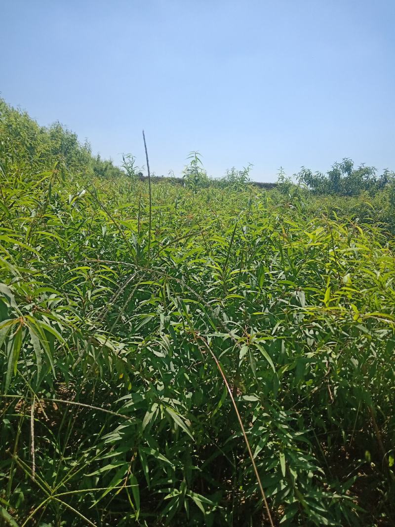 巴旦木树苗全国发货，热卖中，现要现挖，质量保证，品种纯正