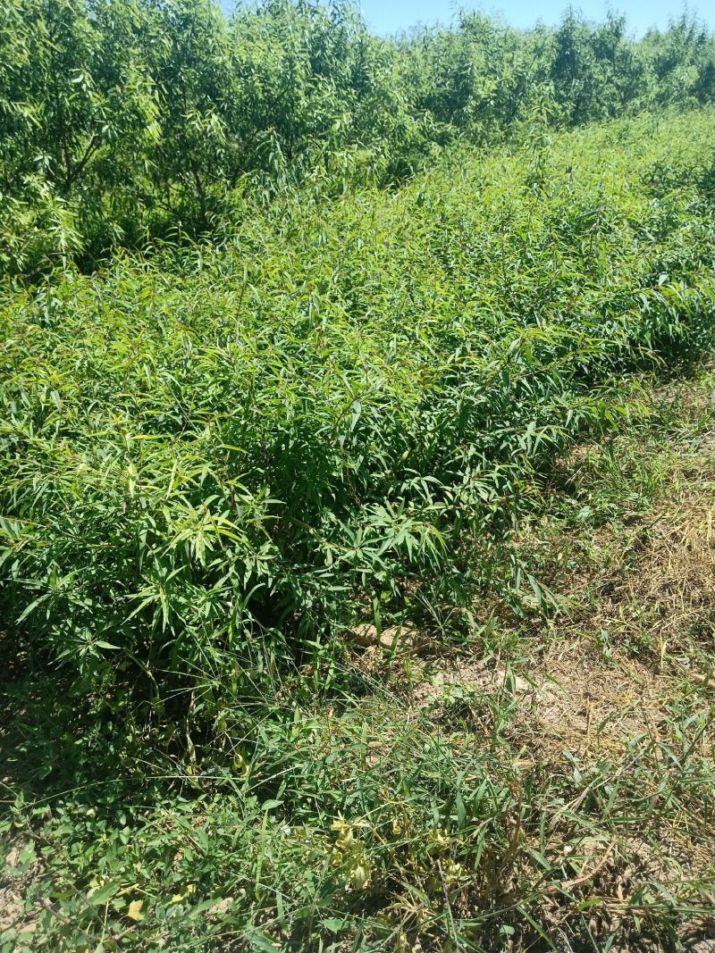 巴旦木树苗全国发货，热卖中，现要现挖，质量保证，品种纯正