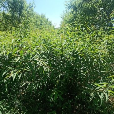 巴旦木树苗全国发货，热卖中，现要现挖，质量保证，品种纯正