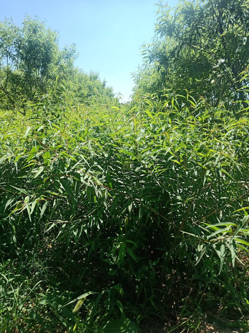巴旦木树苗全国发货，热卖中，现要现挖，质量保证，品种纯正