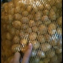 迷你小土豆大量出售酱豆
