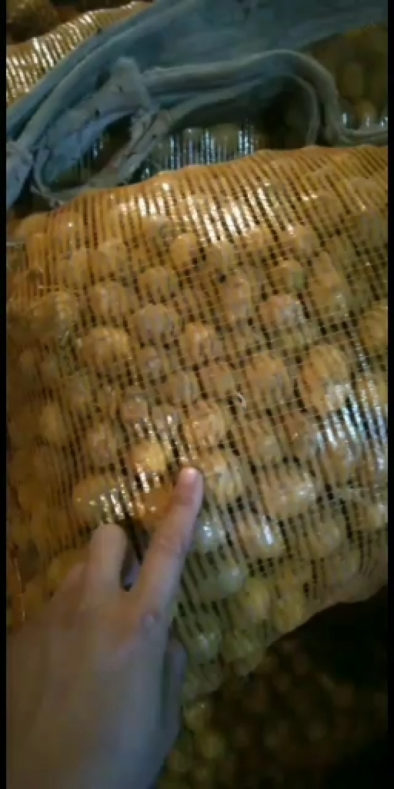 迷你小土豆大量出售酱豆
