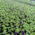 矮牵牛，小杯矮牵牛，矮牵牛种植基地大量批发