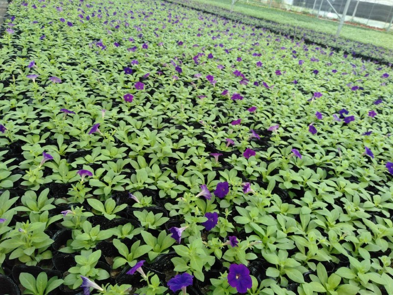 矮牵牛，小杯矮牵牛，矮牵牛种植基地大量批发