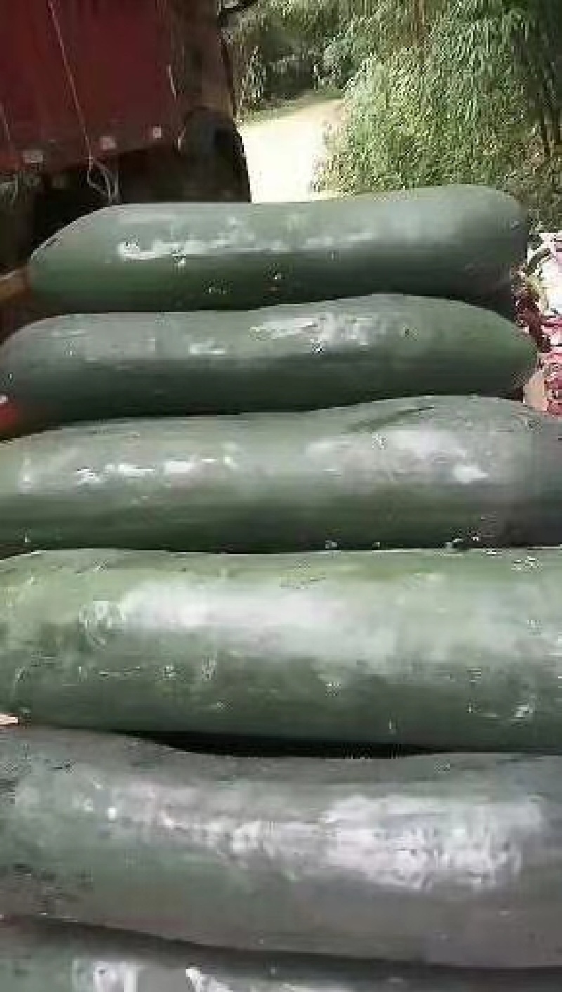 【黑皮冬瓜】河南郸城黑皮冬瓜，产地直销，价格合理，预定中