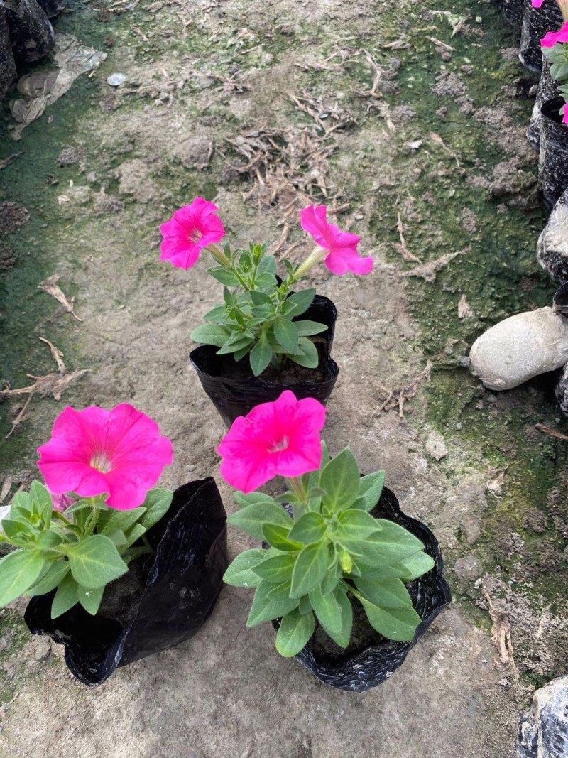 矮牵牛，小杯矮牵牛，矮牵牛种植基地大量批发