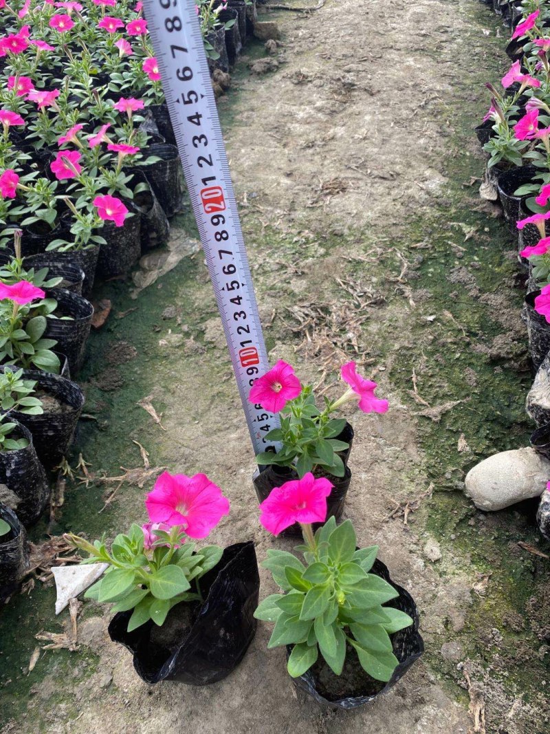 矮牵牛，小杯矮牵牛，矮牵牛种植基地大量批发