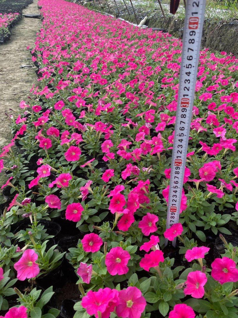 矮牵牛，小杯矮牵牛，矮牵牛种植基地大量批发