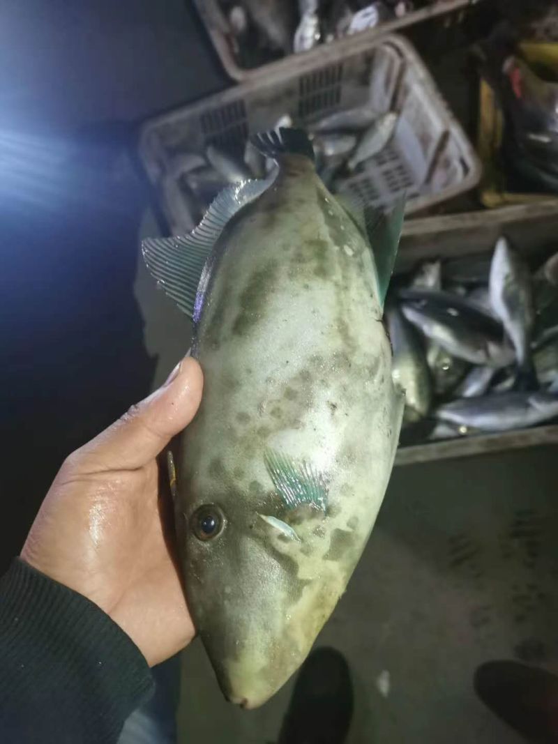 扒皮鱼又叫马面鱼开始上货了
