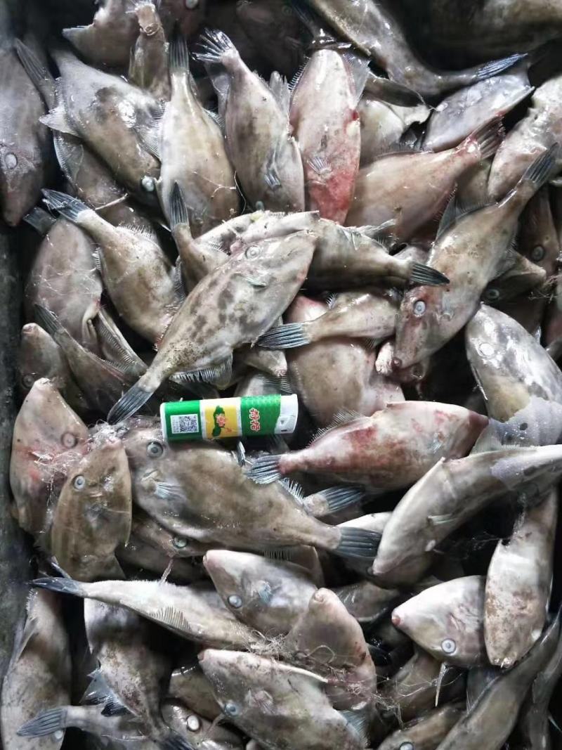 扒皮鱼又叫马面鱼开始上货了