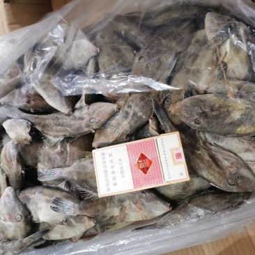 扒皮鱼又叫马面鱼开始上货了
