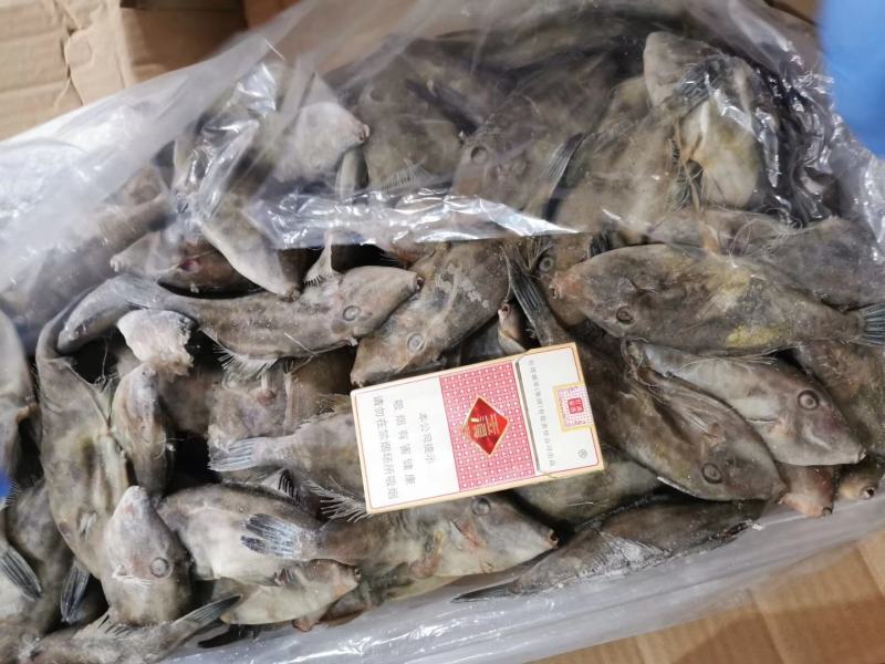 扒皮鱼又叫马面鱼开始上货了