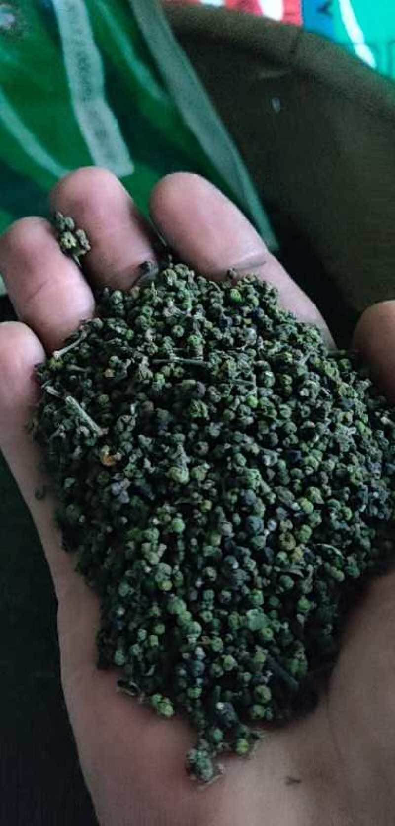 吴茱萸干货正宗江西中花吴茱萸
