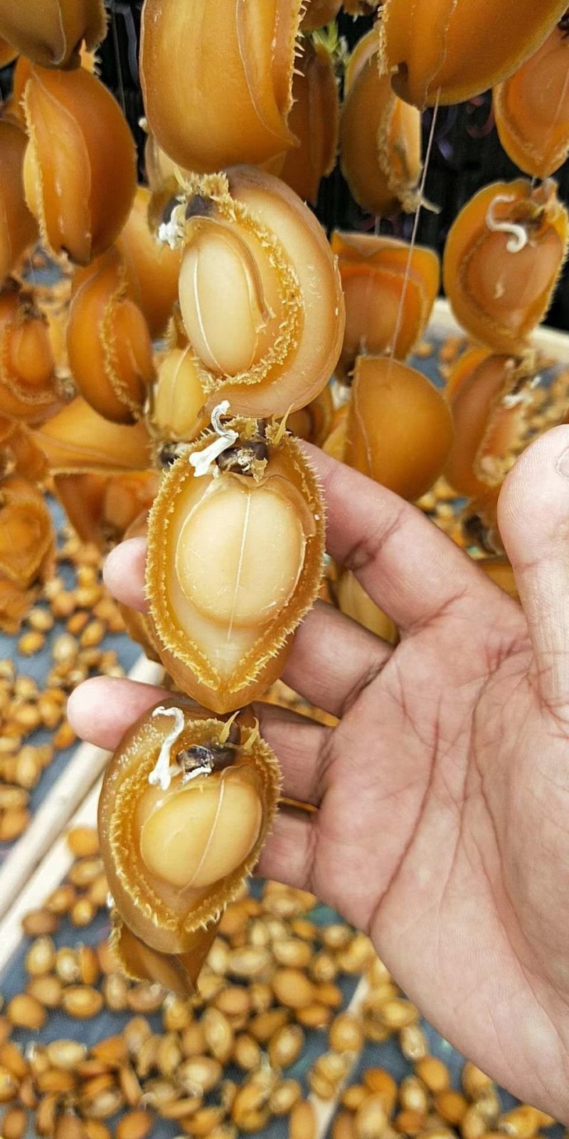 鲍鱼干鲍鱼海鲜干货海产干货干货佛跳墙食材