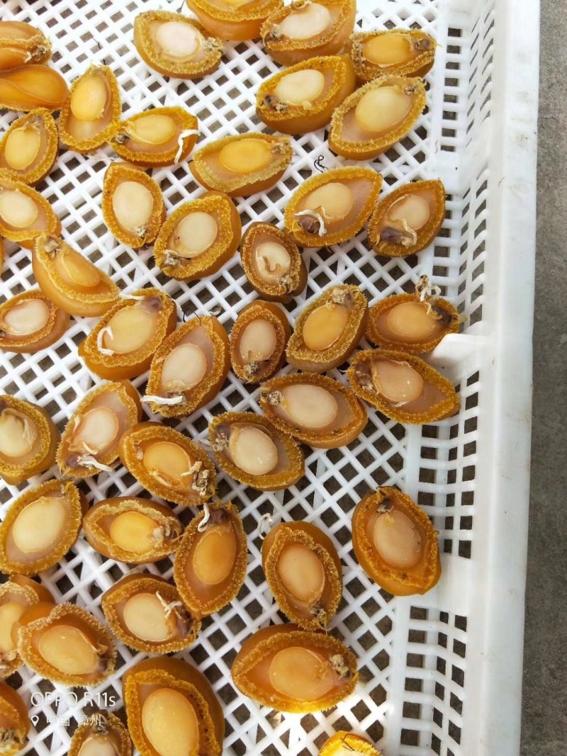 鲍鱼干鲍鱼海鲜干货海产干货干货佛跳墙食材