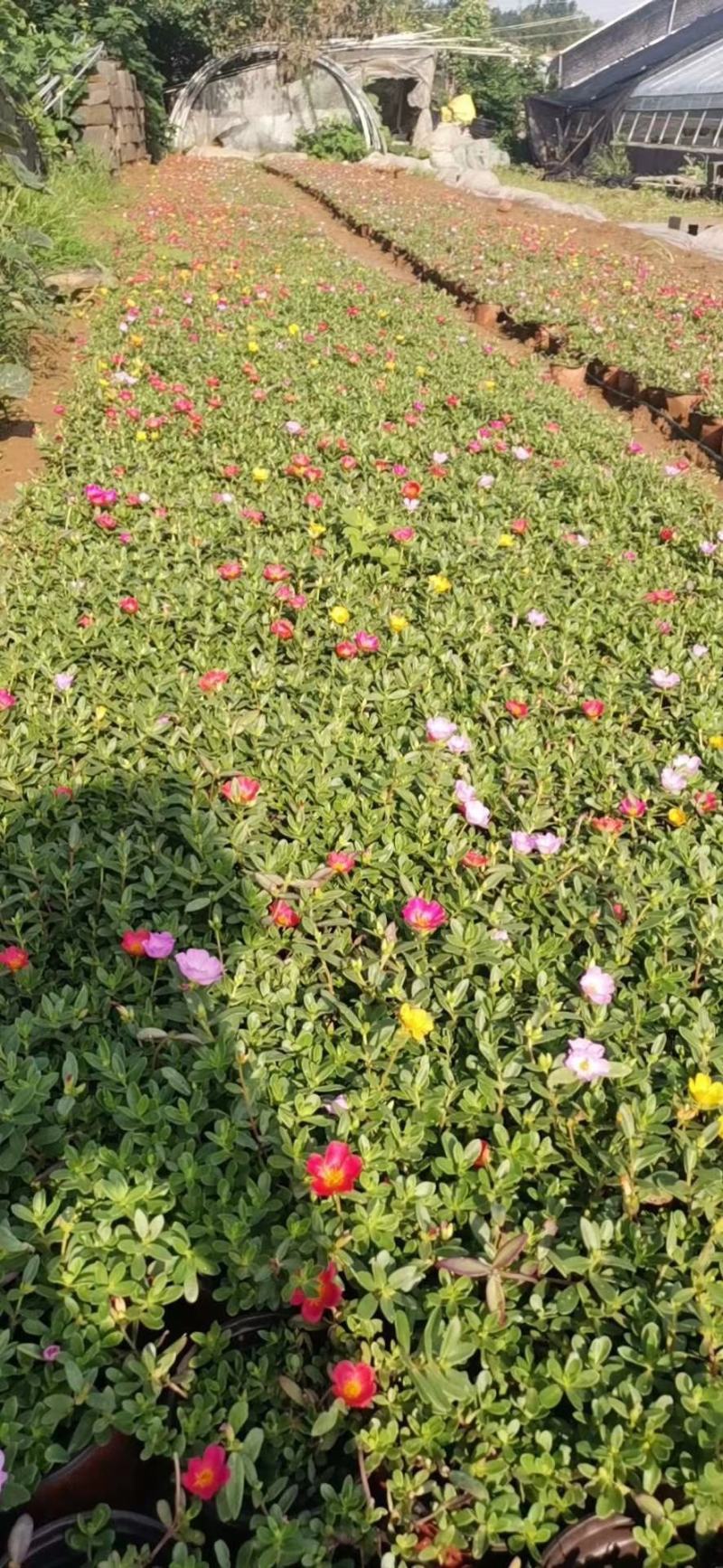 太阳花基地直发质量保证数量充足质优价廉欢迎咨询
