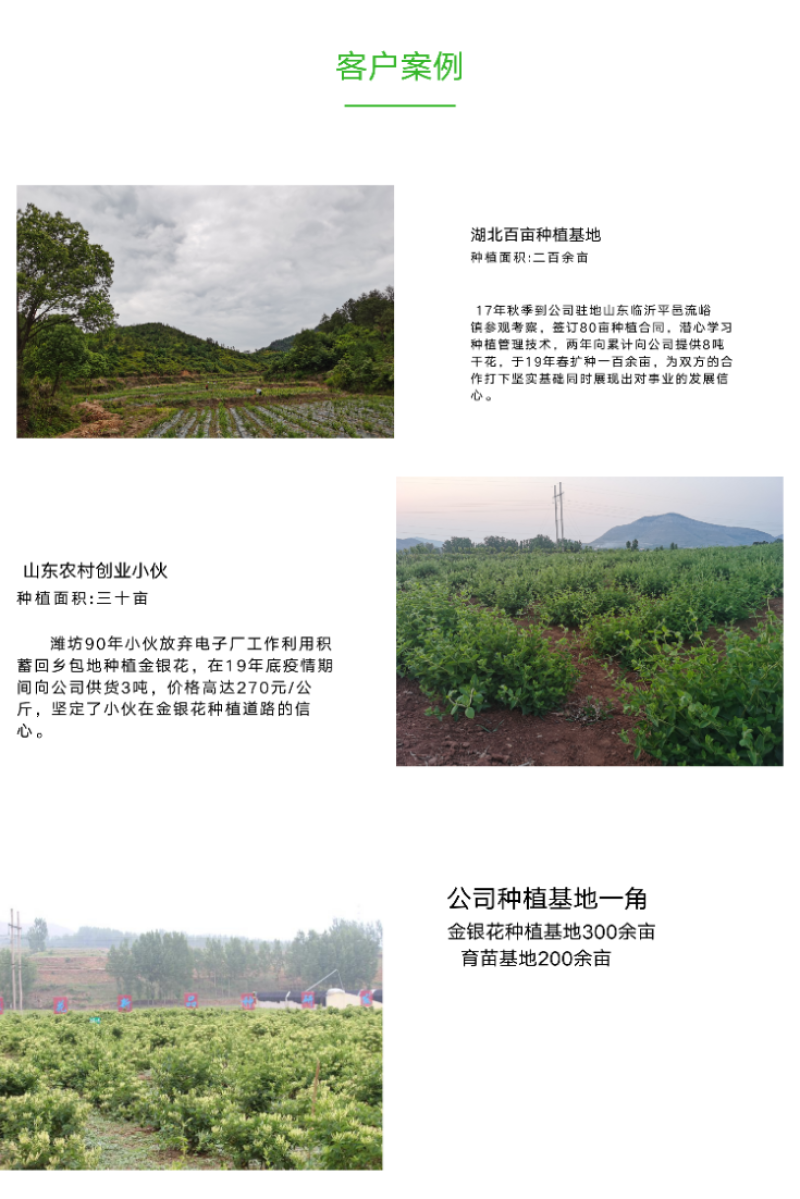 鲁平一号金银花杯苗种植回收技术指导顺丰包邮