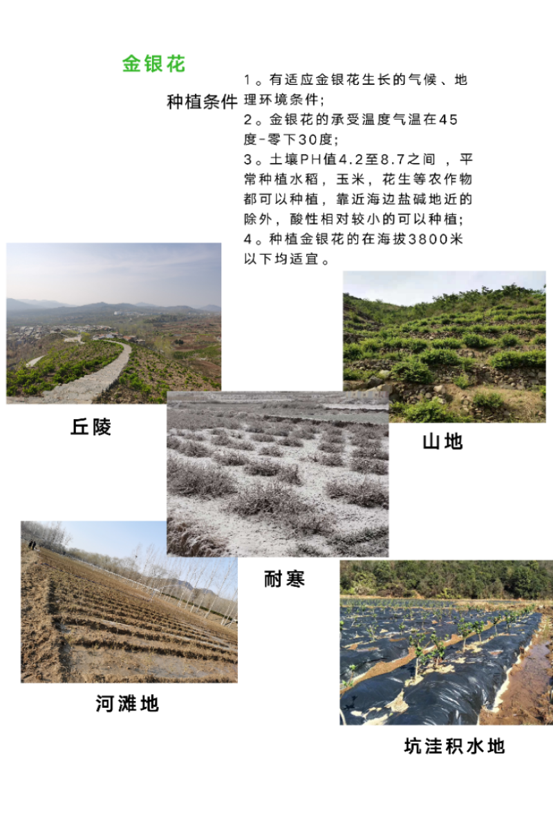 鲁平一号金银花杯苗种植回收技术指导顺丰包邮